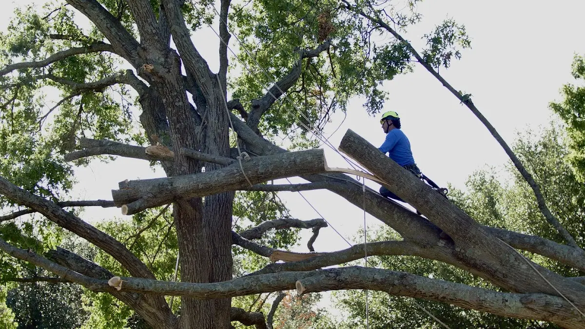 Professional Hazardous Tree Removal performed by certified arborists in New Eagle